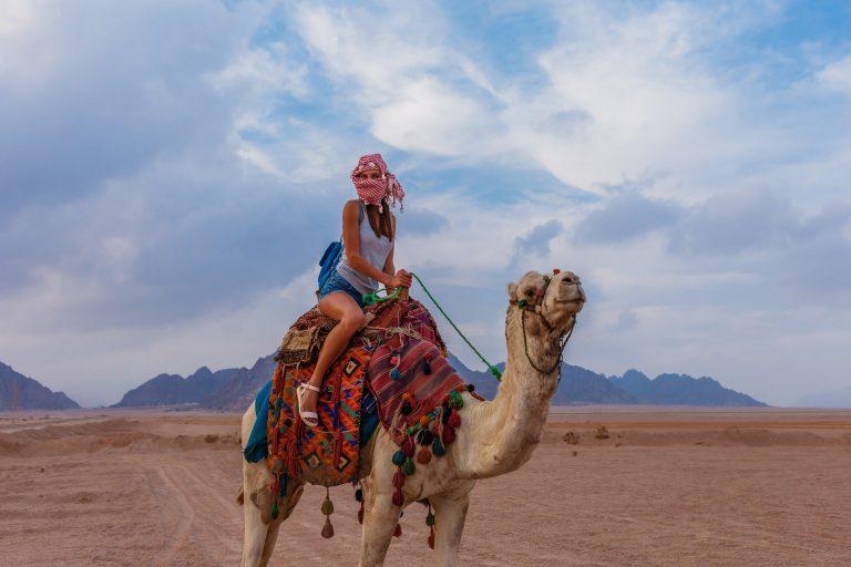 Camel with safari