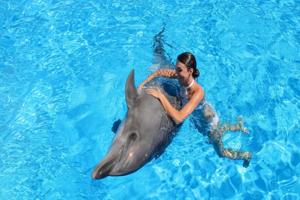 Person interacting with a dolphin.