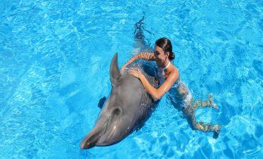 Person interacting with a dolphin.